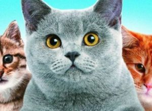 Список топ 10 лучших фильмов про кошек