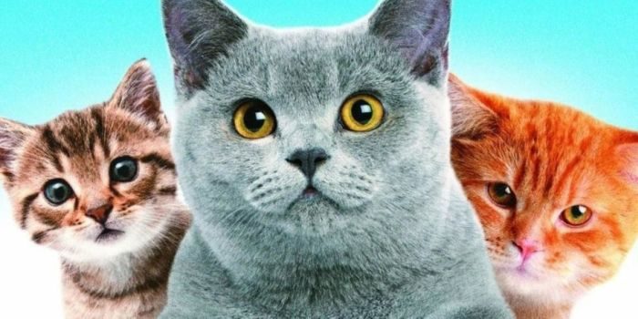 Список топ 10 лучших фильмов про кошек