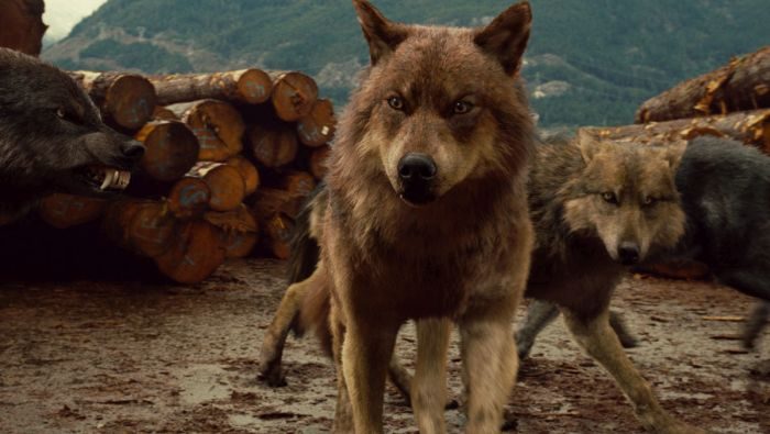 Список топ 10 лучших фильмов про волков