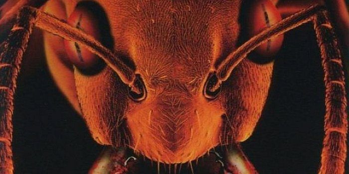 Фильмы ужасов про муравьев убийц