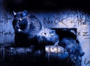 Список топ 10 лучших фильмов ужасов про крыс убийц