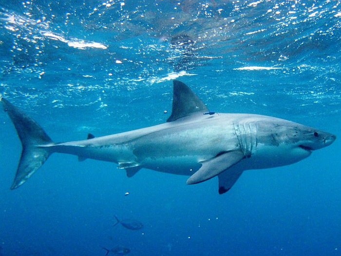 Список 10 лучших документальных фильмов про акул