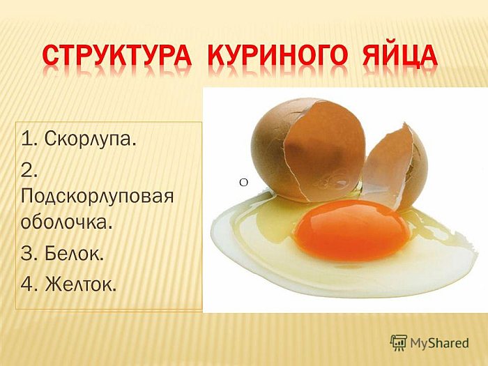 Куриные яйца - польза и вред для организма человека, полезные свойства