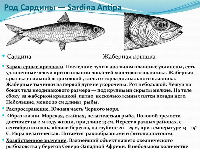Пелагическая рыба: виды, особенности, распространение