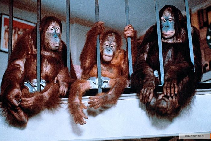 Лучшие комедии про обезьян