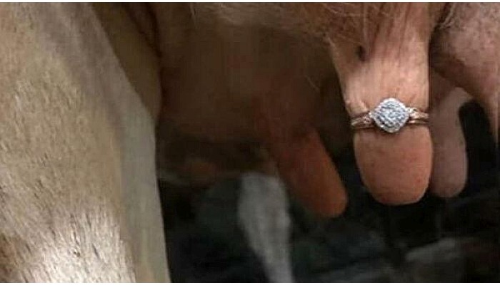 Мужчина при помощи коровы сделал предложение своей девушке
