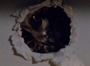 Фильмы ужасов про кошек и котов