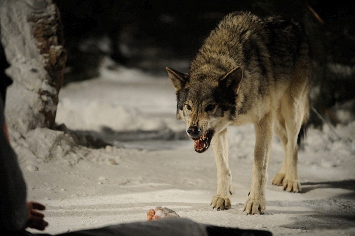 Фильмы ужасов про волков убийц