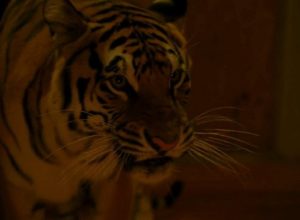 Фильмы ужасов про тигров и львов людоедов