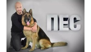 Сериал Пес все сезоны 1,2,3,4,5,6 все серии подряд список