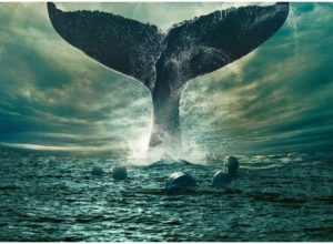 Фильмы про китов и касаток